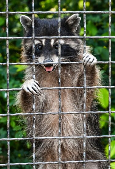 Russia Zoo