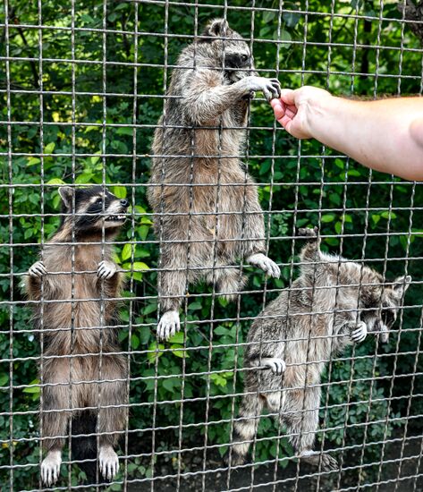 Russia Zoo