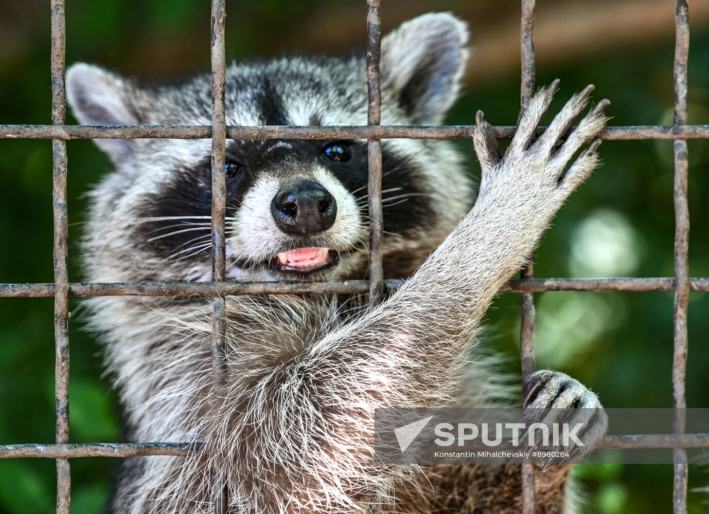 Russia Zoo