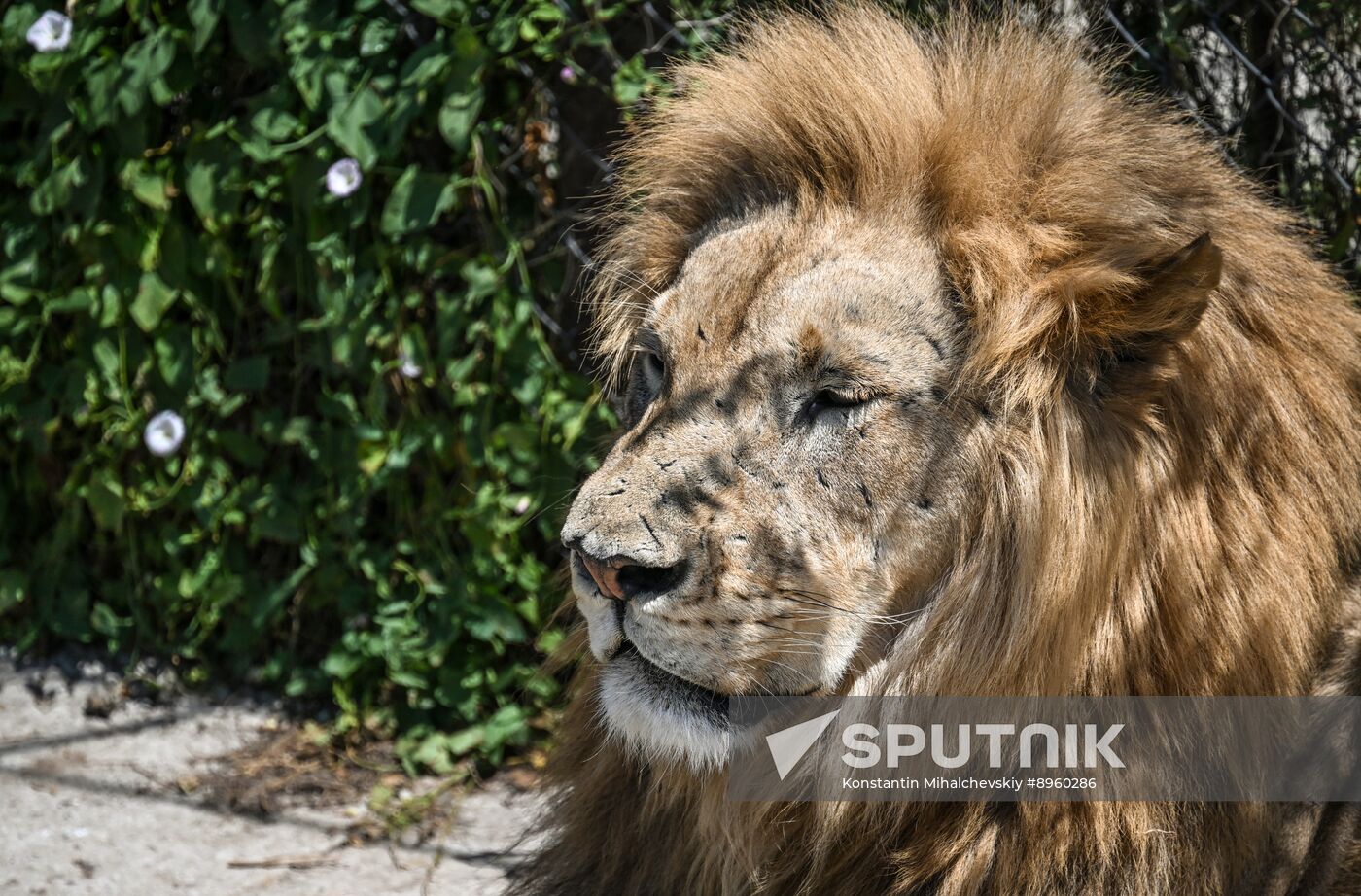 Russia Zoo