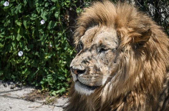 Russia Zoo