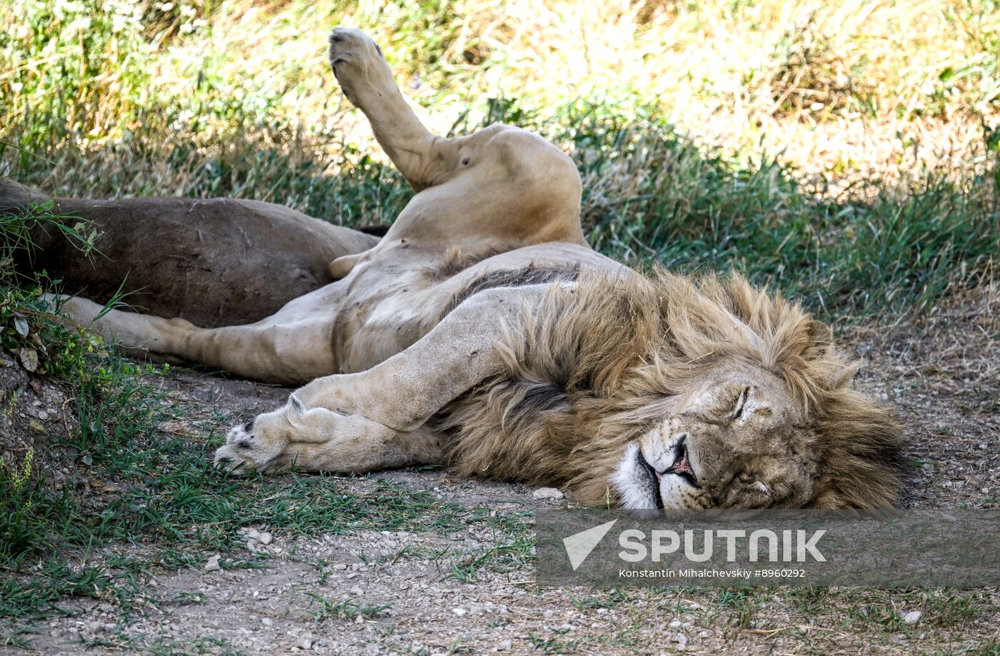 Russia Zoo