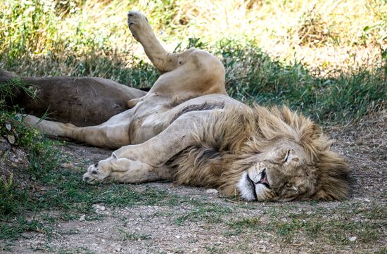 Russia Zoo