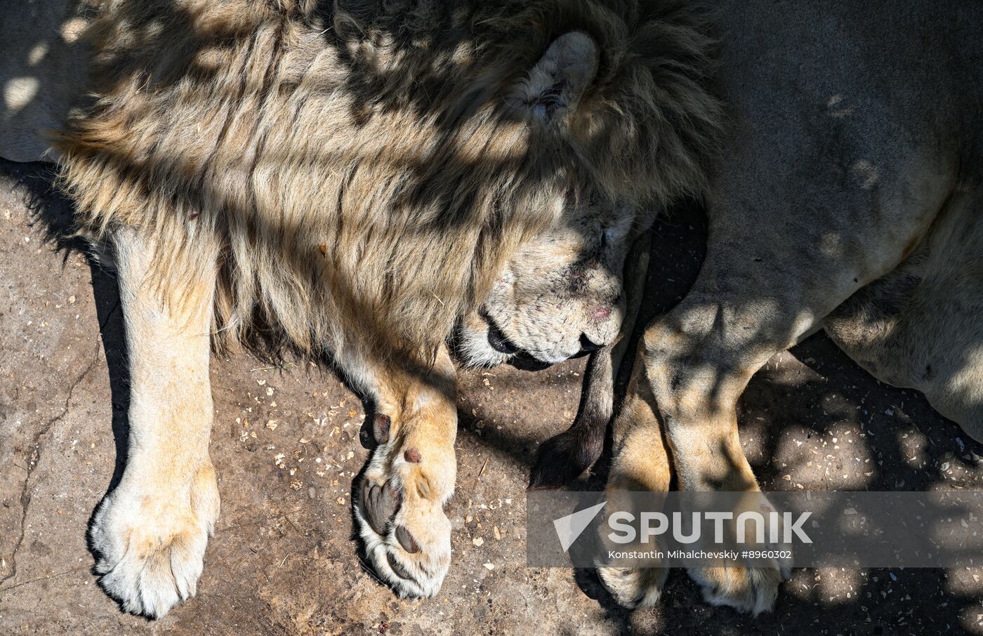Russia Zoo