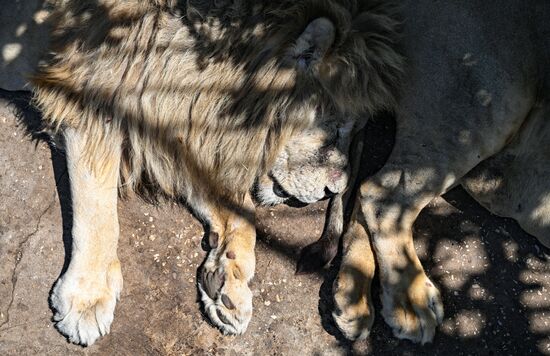 Russia Zoo