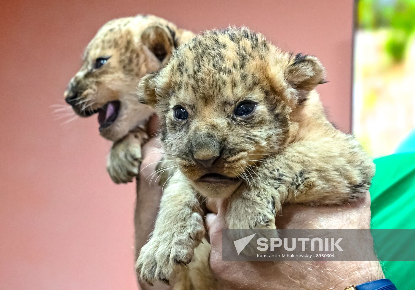 Russia Zoo