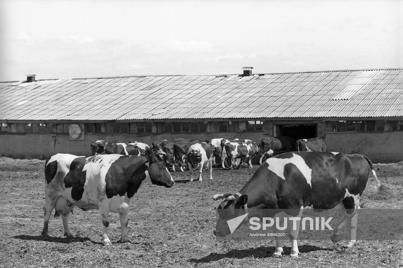 Semyonov Novaya Zhizn (New Life) Collective Farm in Shchokinsky District of Tula Region