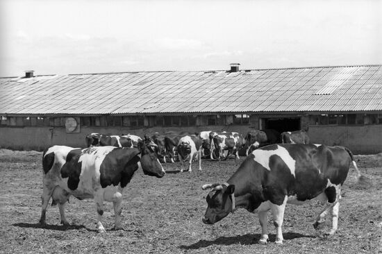 Semyonov Novaya Zhizn (New Life) Collective Farm in Shchokinsky District of Tula Region