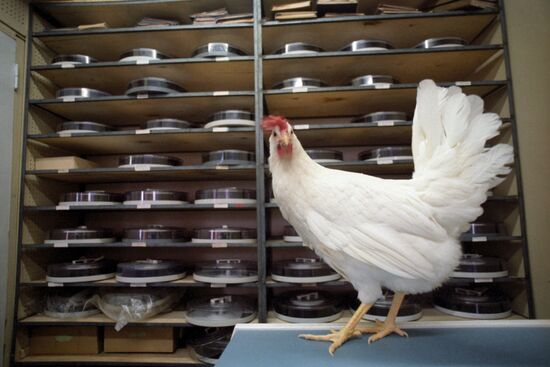 All-Union Poultry Research and Development Institute