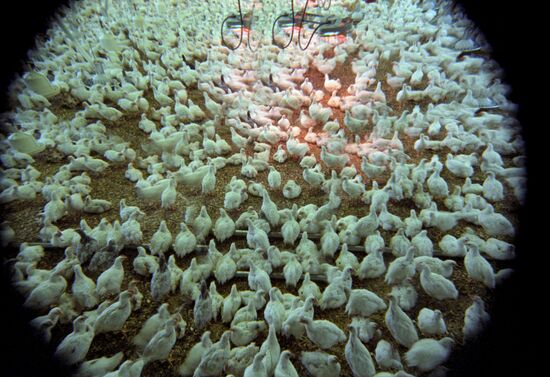 All-Union Poultry Research and Development Institute