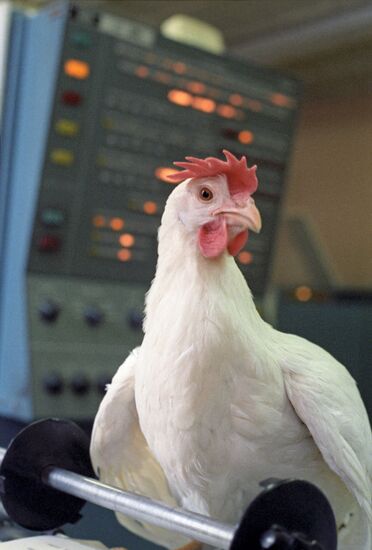 Experimental Pedigree Poultry-Breeding Farm of All-Union Poultry Research and Development Institute
