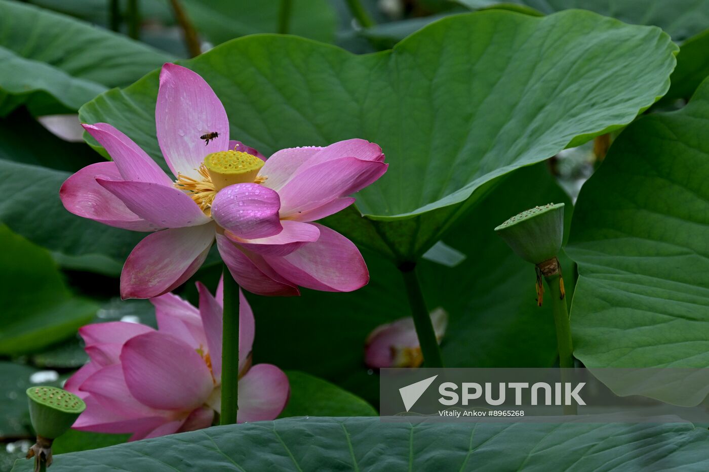 Russia Environment Lotus Blooming