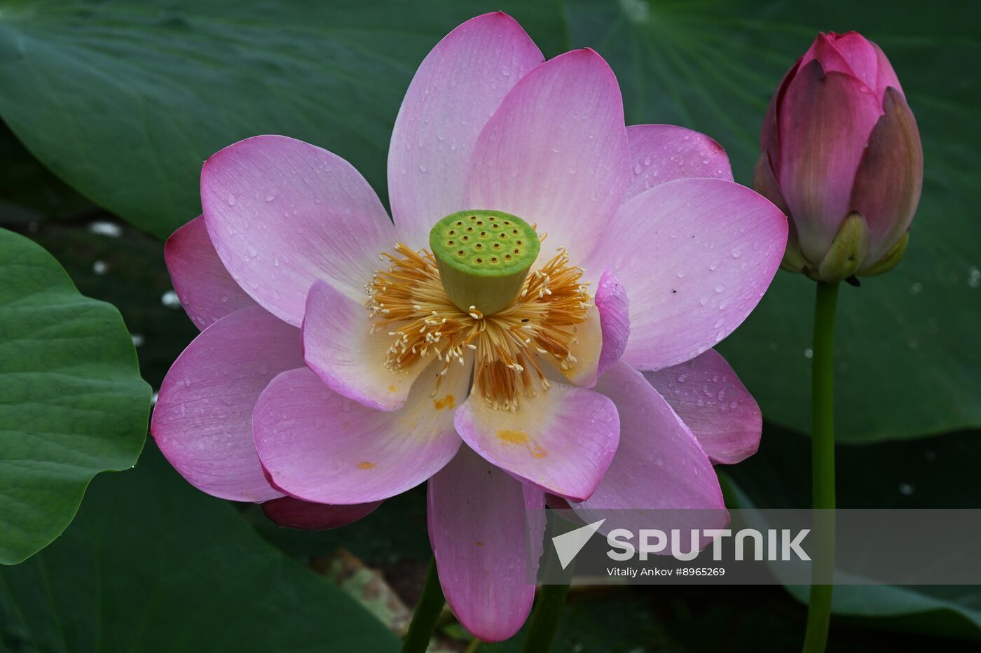 Russia Environment Lotus Blooming