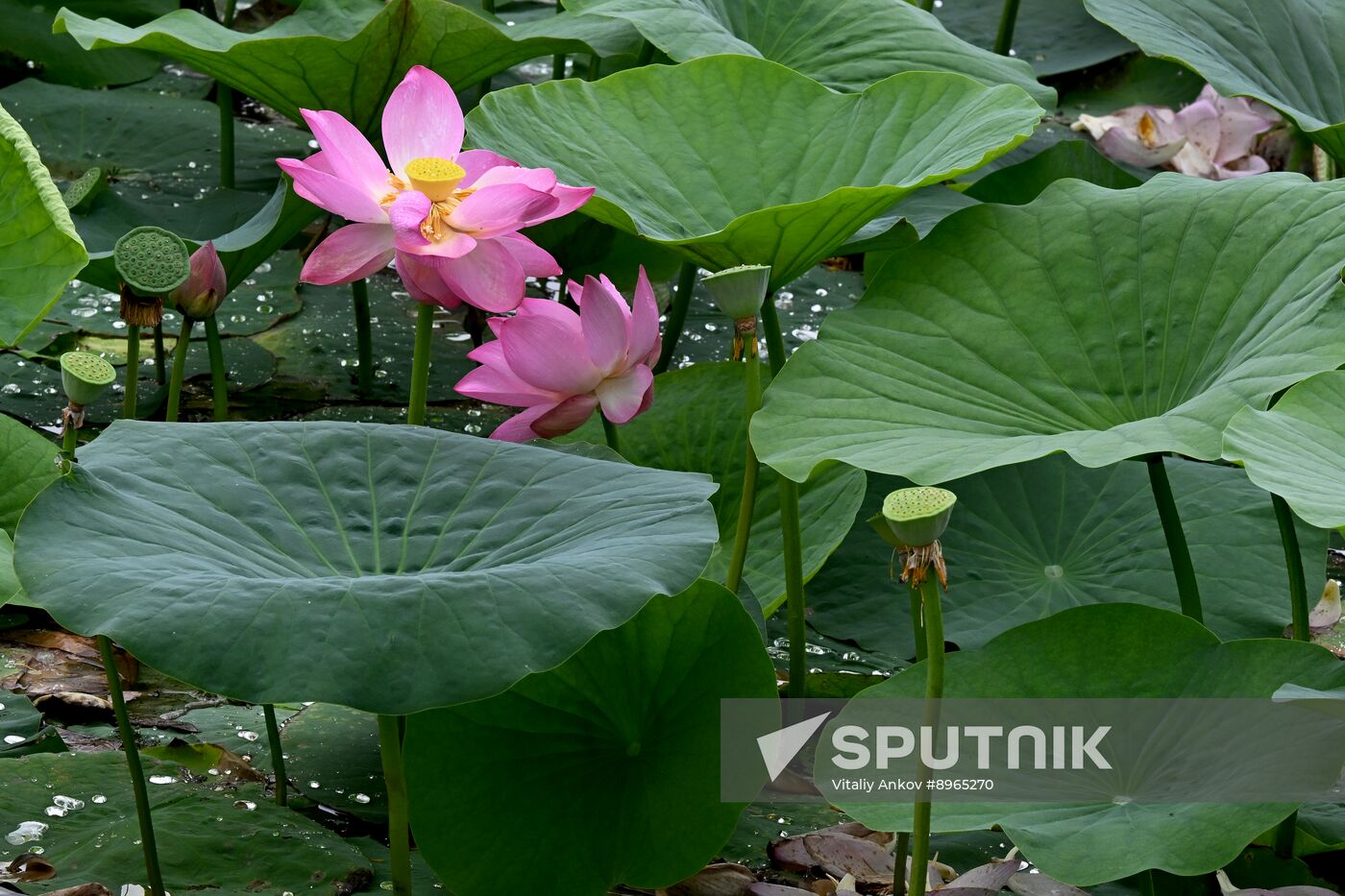 Russia Environment Lotus Blooming