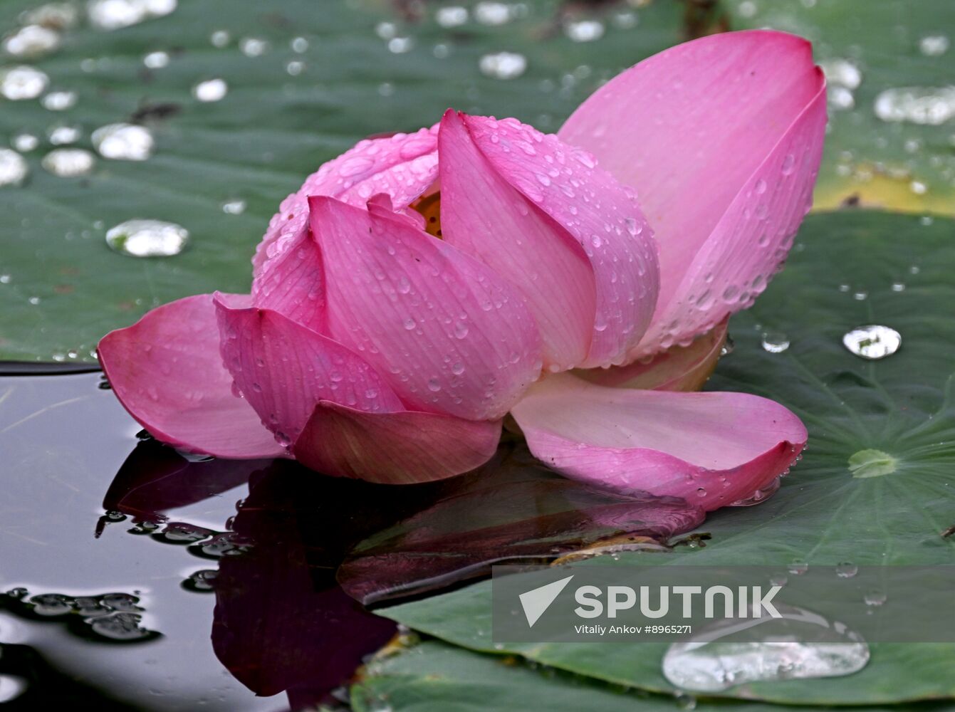 Russia Environment Lotus Blooming