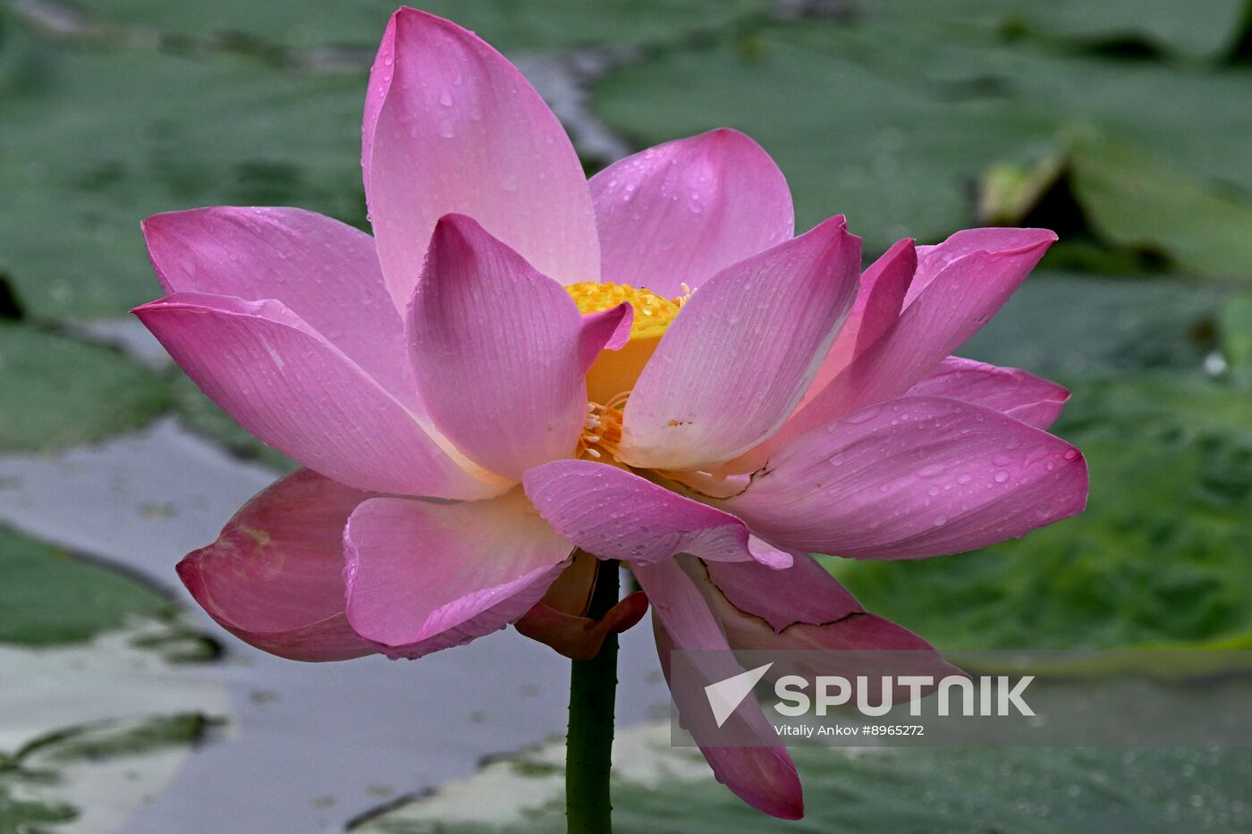 Russia Environment Lotus Blooming