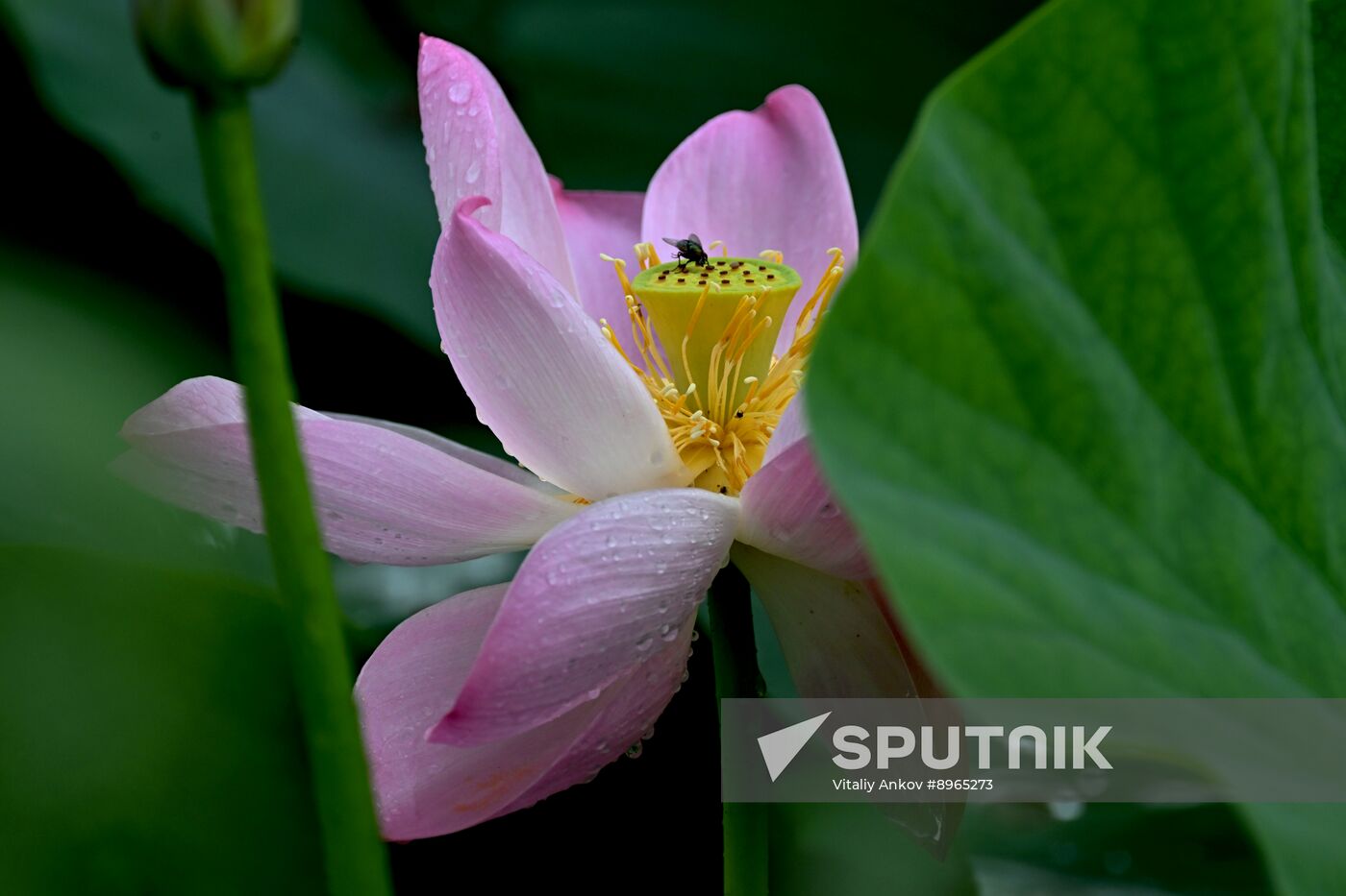 Russia Environment Lotus Blooming