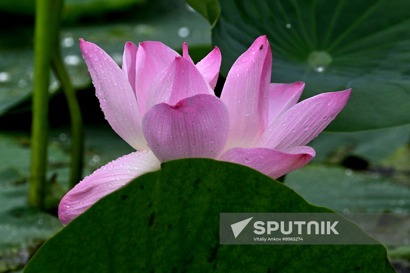 Russia Environment Lotus Blooming