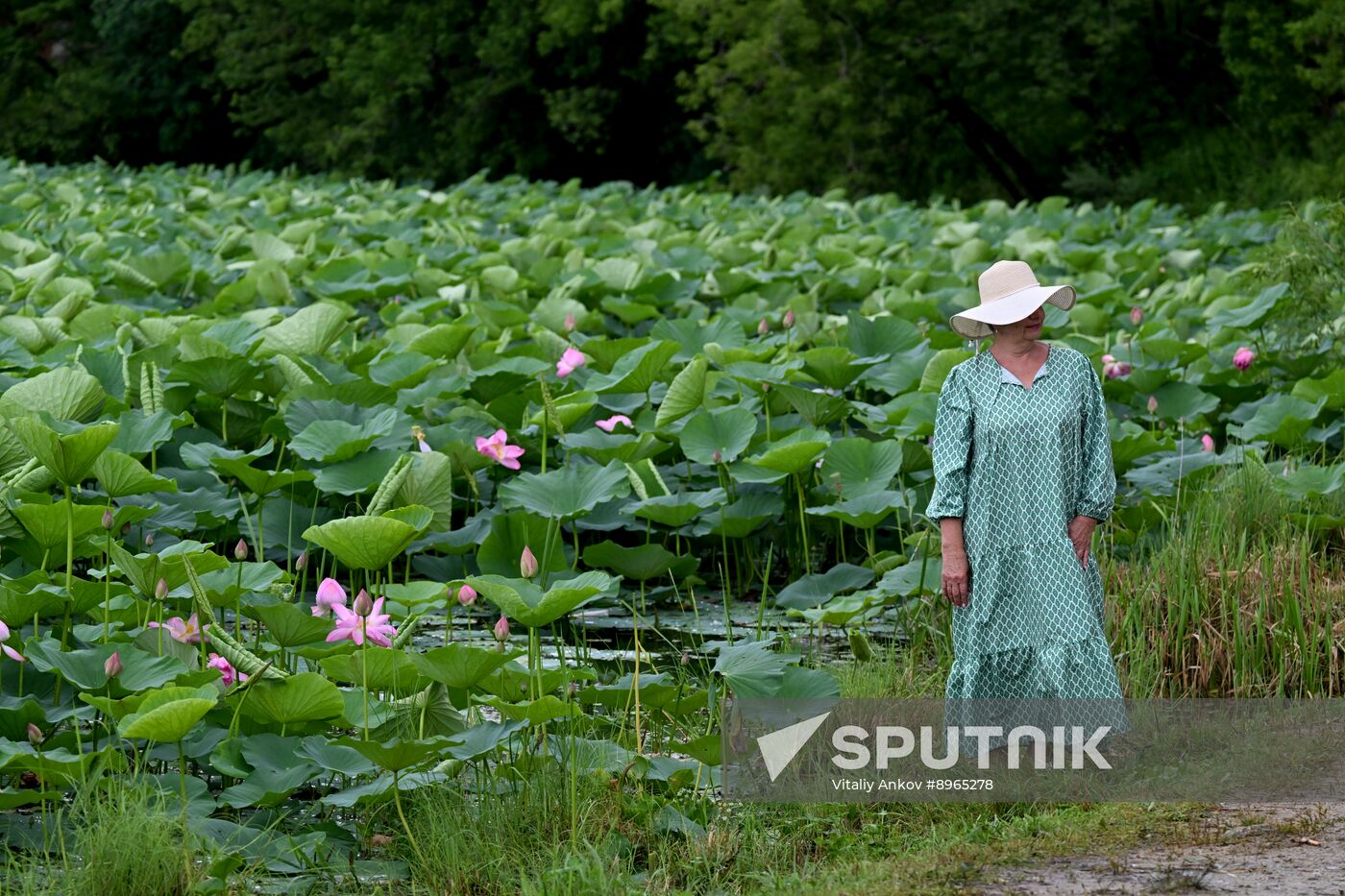 Russia Environment Lotus Blooming