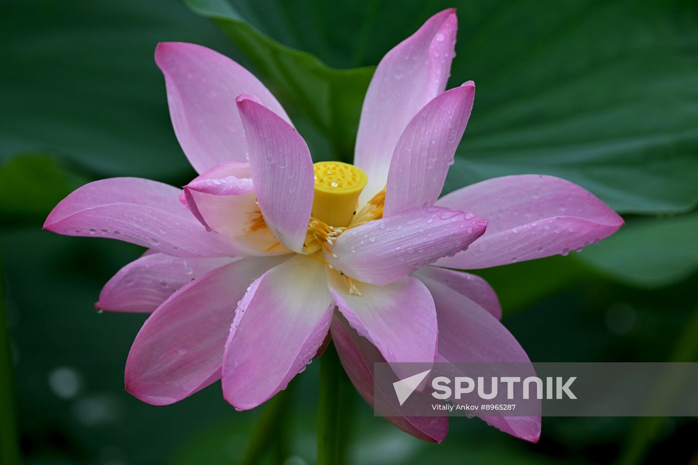 Russia Environment Lotus Blooming