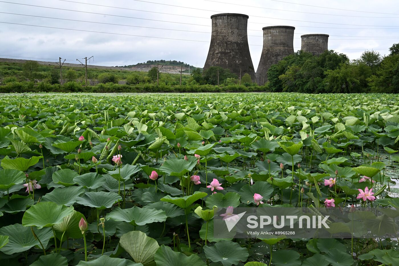 Russia Environment Lotus Blooming