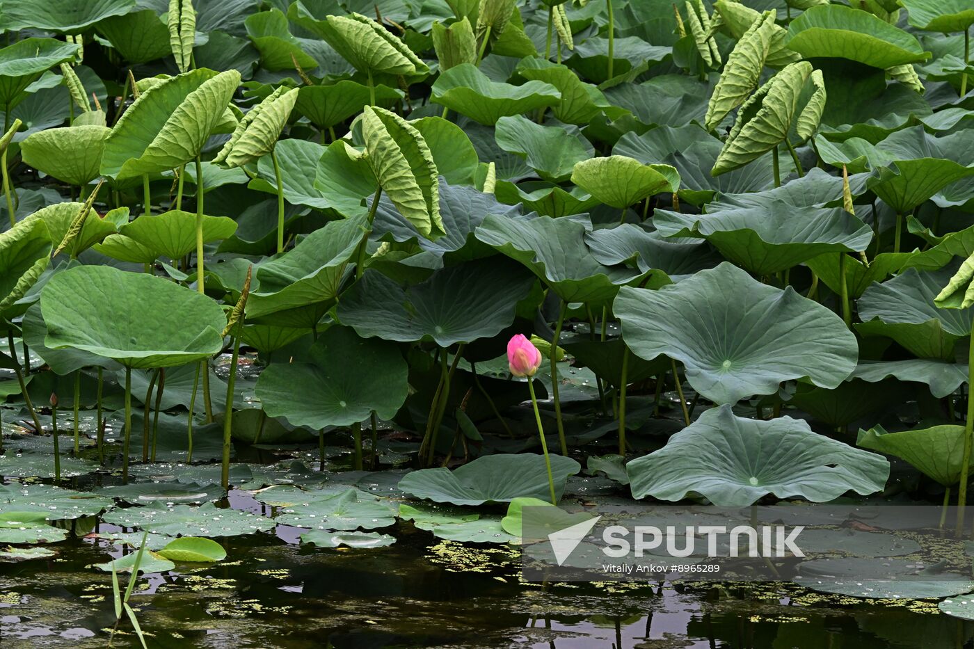 Russia Environment Lotus Blooming
