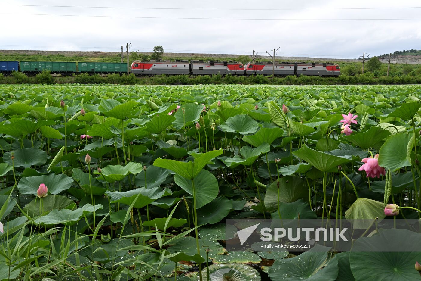Russia Environment Lotus Blooming