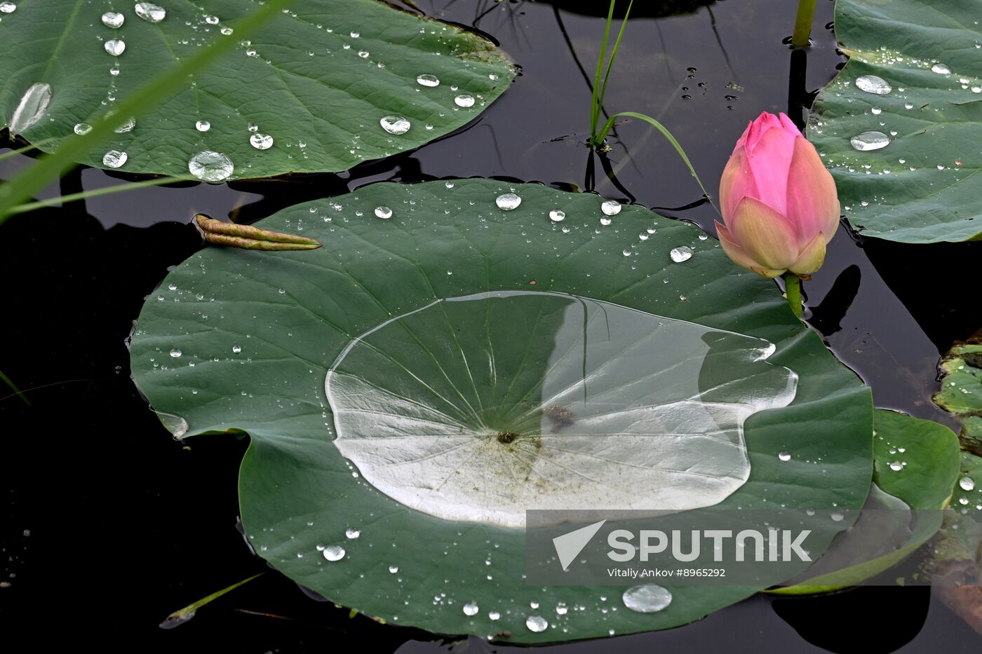 Russia Environment Lotus Blooming