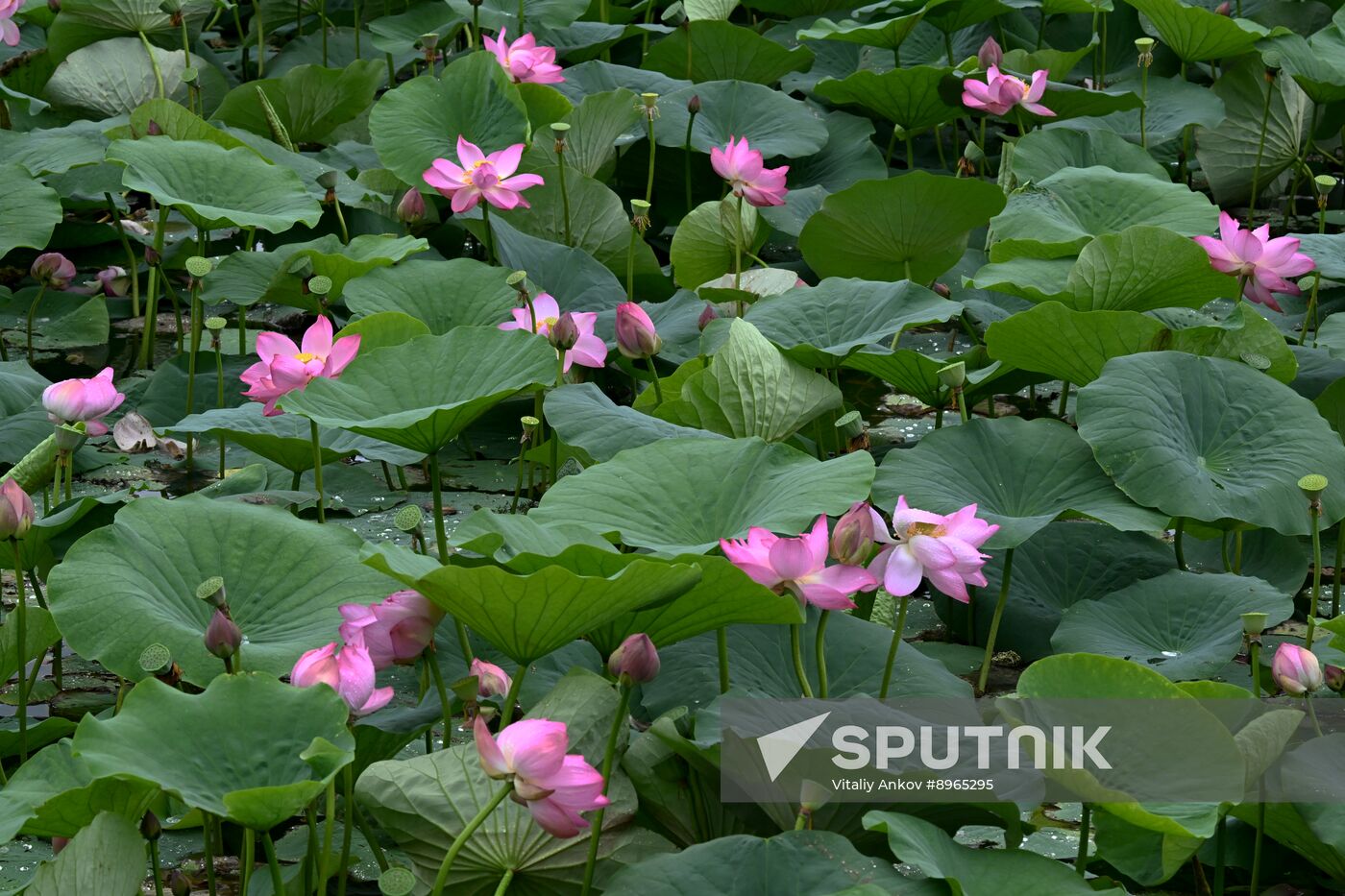 Russia Environment Lotus Blooming