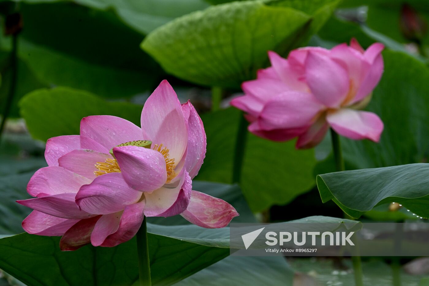 Russia Environment Lotus Blooming
