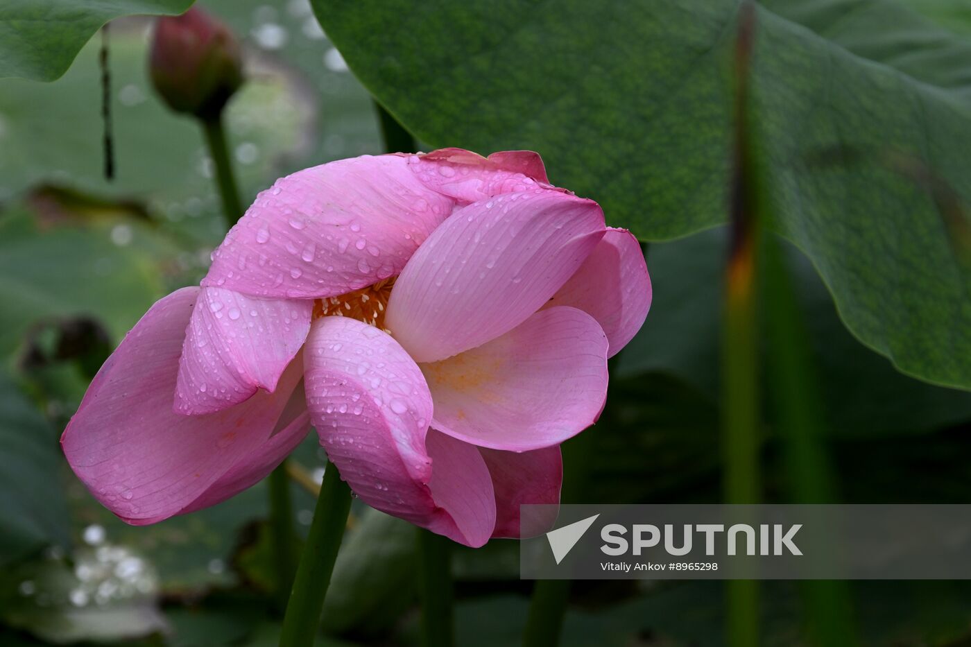 Russia Environment Lotus Blooming