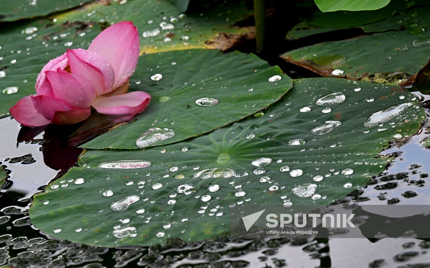 Russia Environment Lotus Blooming