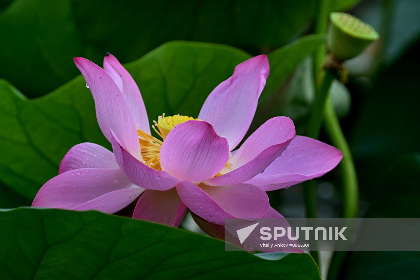 Russia Environment Lotus Blooming