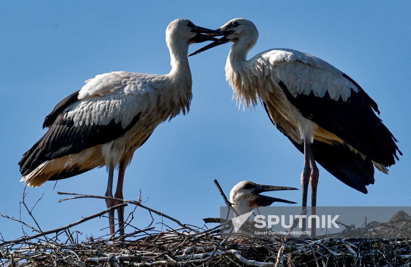 Russia Wildlife Storks