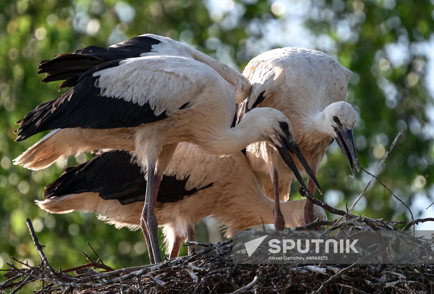Russia Wildlife Storks