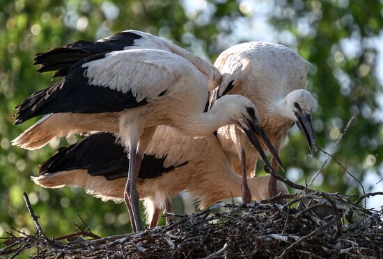 Russia Wildlife Storks