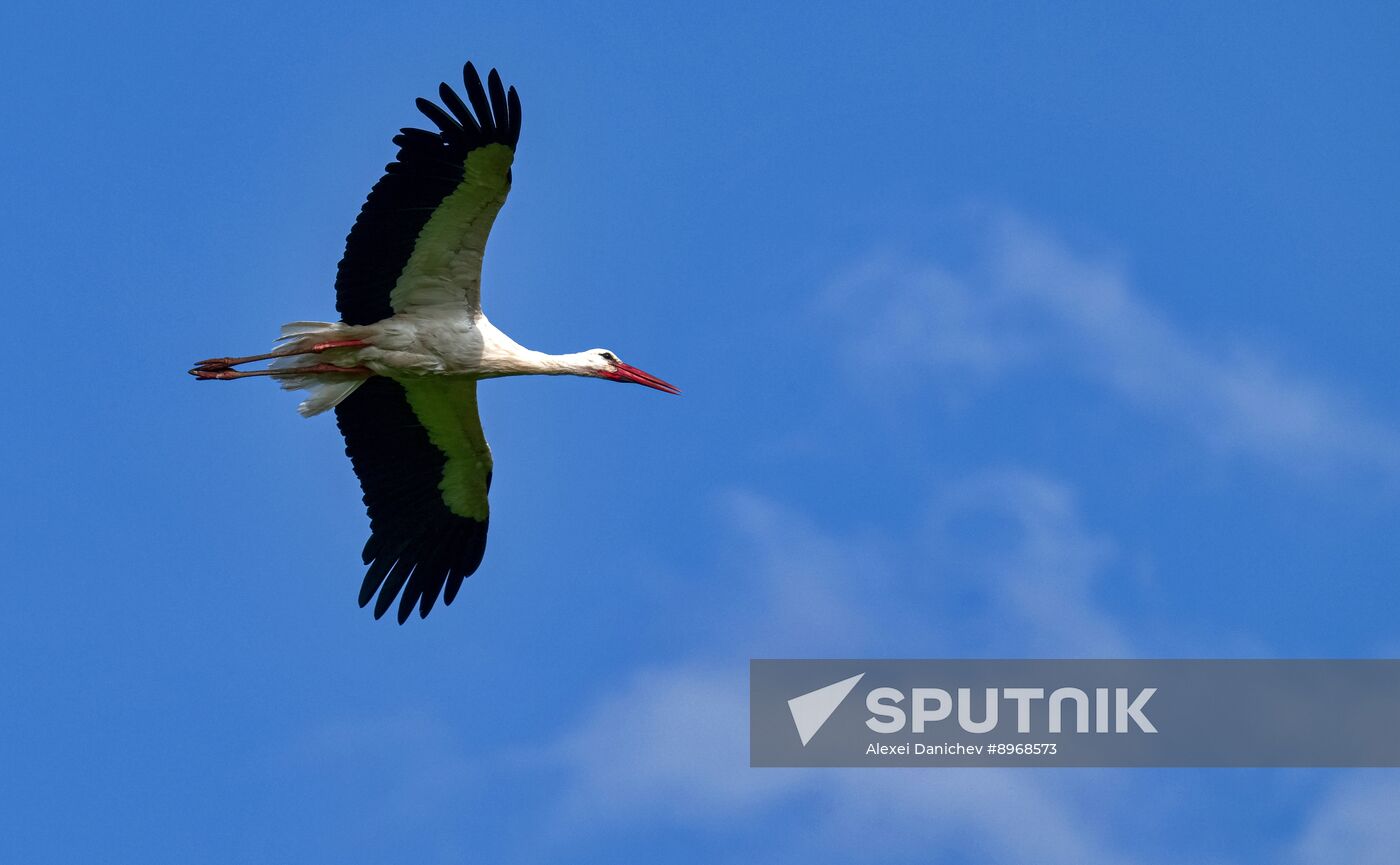 Russia Wildlife Storks