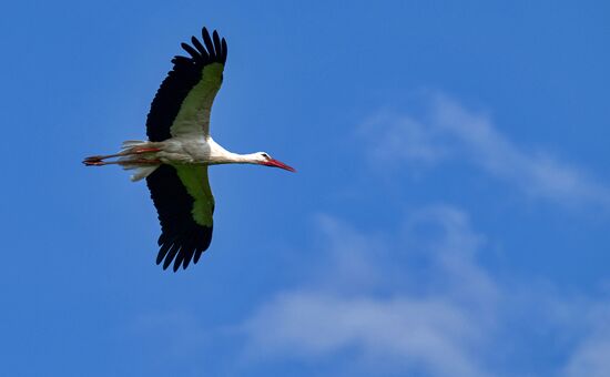 Russia Wildlife Storks