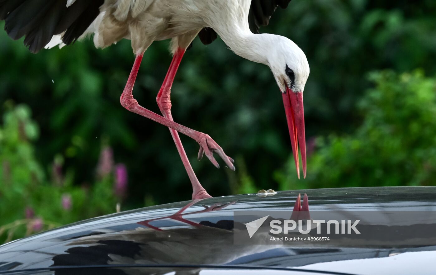 Russia Wildlife Storks