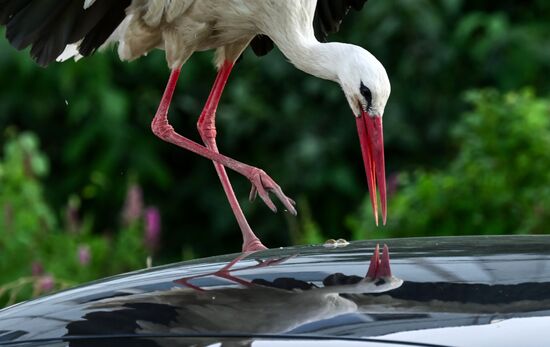 Russia Wildlife Storks