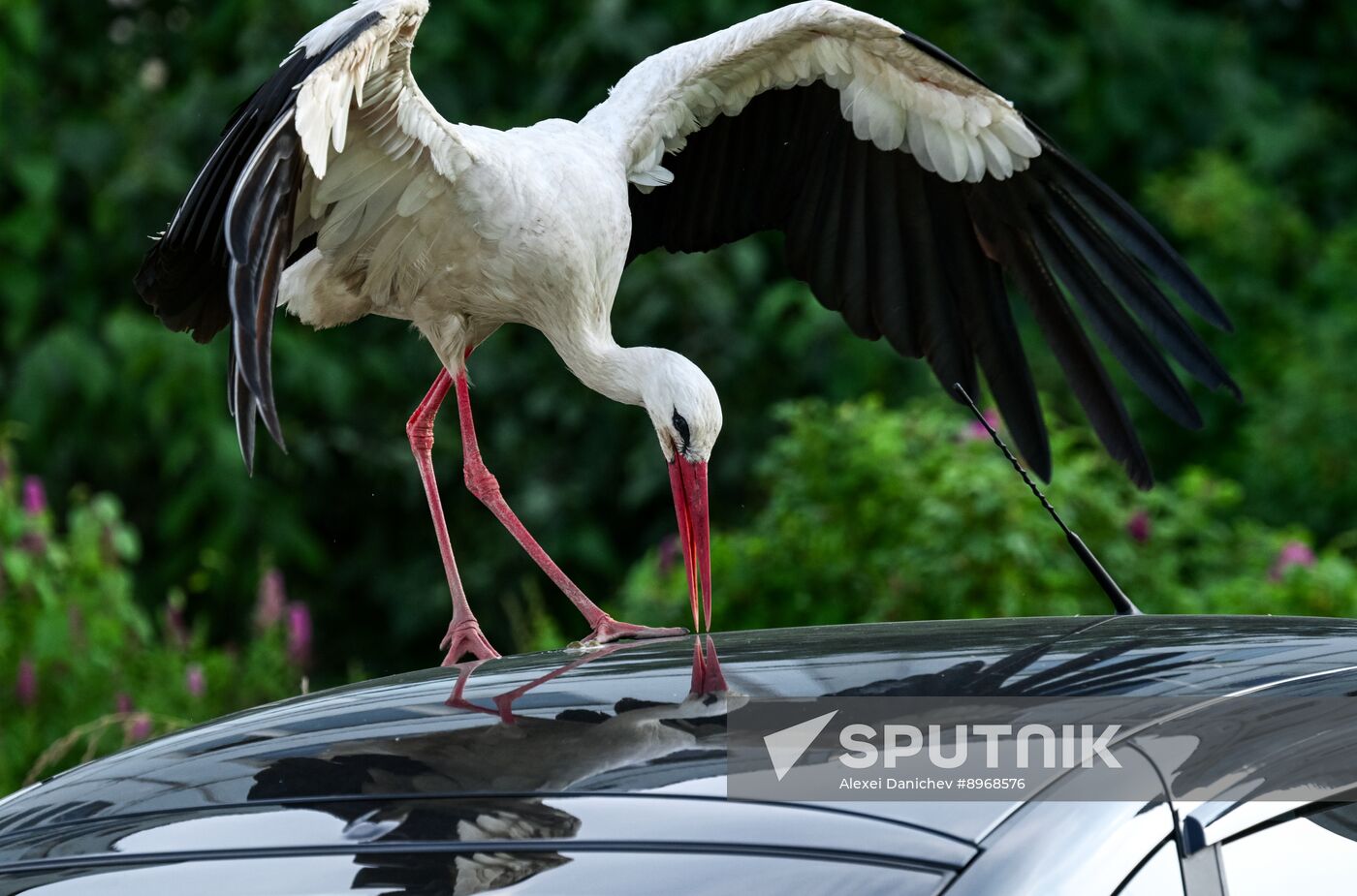 Russia Wildlife Storks