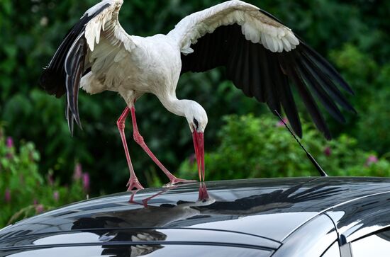 Russia Wildlife Storks