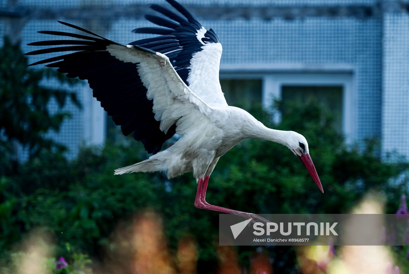 Russia Wildlife Storks