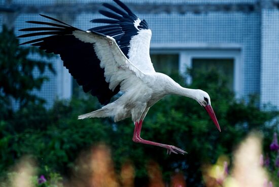 Russia Wildlife Storks