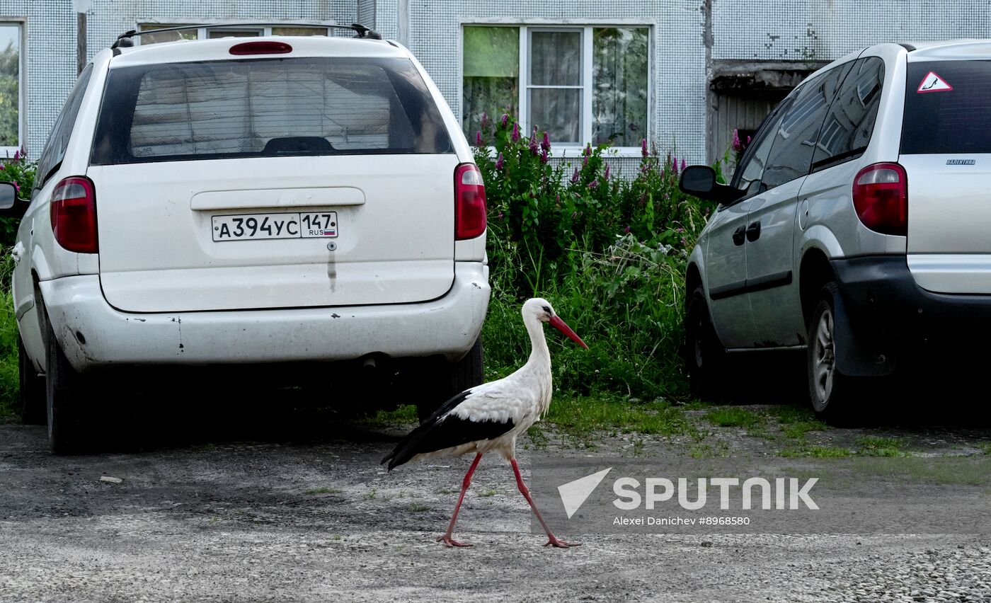 Russia Wildlife Storks