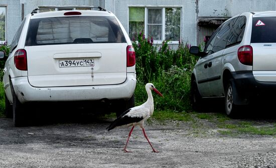 Russia Wildlife Storks