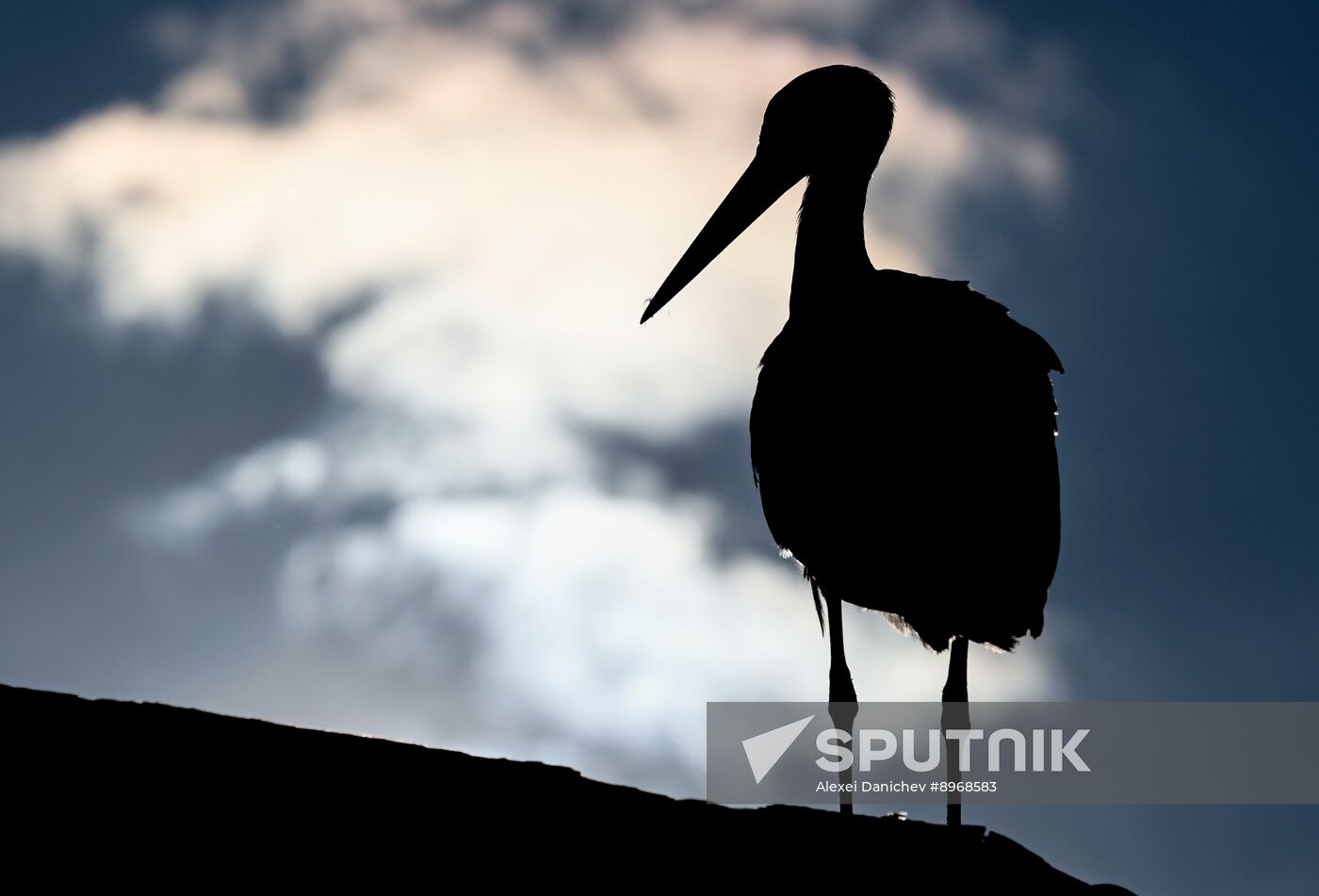 Russia Wildlife Storks
