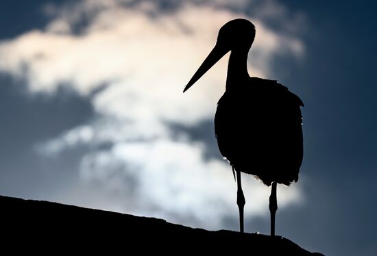 Russia Wildlife Storks