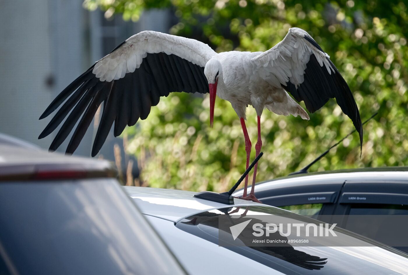 Russia Wildlife Storks