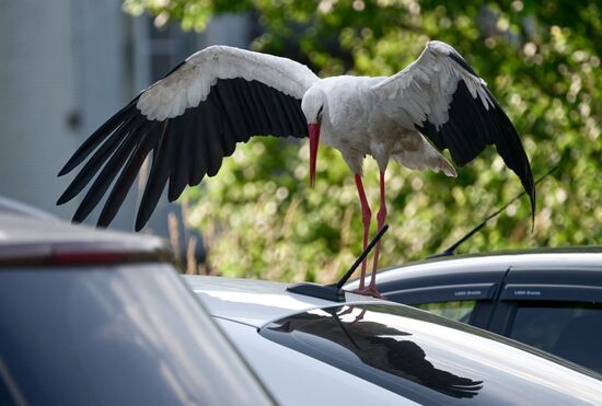 Russia Wildlife Storks